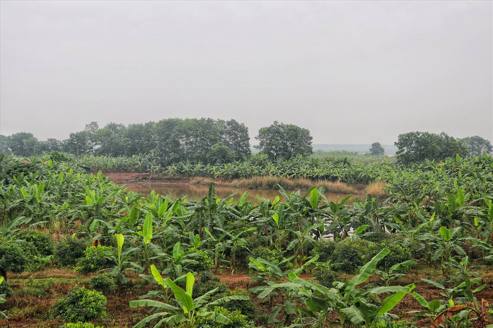 Lá[-]chuối[-]thay[-]nilon,[-]người[-]dân[-]kiếm[-]bạc[-]triệu[-]từ[-]nghề[-]chặt[-]lá[-]chuối